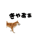 めっちゃ動く！柴犬（個別スタンプ：15）