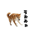 めっちゃ動く！柴犬（個別スタンプ：16）