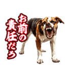 細かい事にガチギレ犬2（個別スタンプ：20）