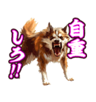 細かい事にガチギレ犬2（個別スタンプ：24）