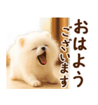 ずーっと一緒♡羊毛ポメのお仕事連絡（個別スタンプ：1）