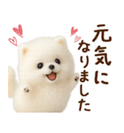ずーっと一緒♡羊毛ポメのお仕事連絡（個別スタンプ：29）