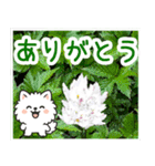 飛び出すポメラニアン！大人やさしい野の花（個別スタンプ：1）