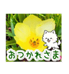 飛び出すポメラニアン！大人やさしい野の花（個別スタンプ：8）