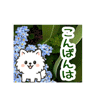 飛び出すポメラニアン！大人やさしい野の花（個別スタンプ：11）