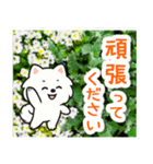 飛び出すポメラニアン！大人やさしい野の花（個別スタンプ：13）