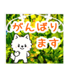 飛び出すポメラニアン！大人やさしい野の花（個別スタンプ：14）