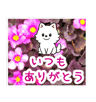 飛び出すポメラニアン！大人やさしい野の花（個別スタンプ：17）