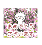 飛び出すポメラニアン！大人やさしい野の花（個別スタンプ：19）