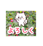 飛び出すポメラニアン！大人やさしい野の花（個別スタンプ：20）