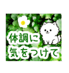 飛び出すポメラニアン！大人やさしい野の花（個別スタンプ：21）