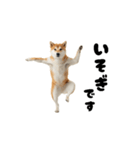 めっちゃ動く！柴犬の家族連絡（個別スタンプ：1）