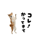 めっちゃ動く！柴犬の家族連絡（個別スタンプ：2）