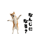 めっちゃ動く！柴犬の家族連絡（個別スタンプ：3）
