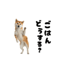 めっちゃ動く！柴犬の家族連絡（個別スタンプ：4）