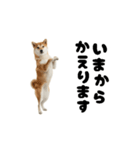 めっちゃ動く！柴犬の家族連絡（個別スタンプ：6）
