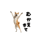 めっちゃ動く！柴犬の家族連絡（個別スタンプ：7）