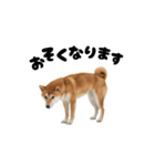 めっちゃ動く！柴犬の家族連絡（個別スタンプ：8）