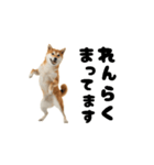 めっちゃ動く！柴犬の家族連絡（個別スタンプ：9）