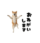 めっちゃ動く！柴犬の家族連絡（個別スタンプ：10）