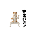 めっちゃ動く！柴犬の家族連絡（個別スタンプ：12）