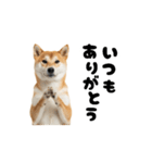 めっちゃ動く！柴犬の家族連絡（個別スタンプ：13）