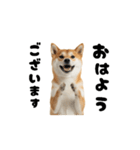 めっちゃ動く！柴犬の家族連絡（個別スタンプ：15）