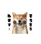 めっちゃ動く！柴犬の家族連絡（個別スタンプ：16）