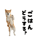 めっちゃ柴犬☆家族連絡（個別スタンプ：1）