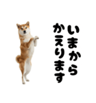 めっちゃ柴犬☆家族連絡（個別スタンプ：2）