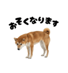 めっちゃ柴犬☆家族連絡（個別スタンプ：3）