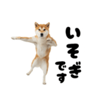 めっちゃ柴犬☆家族連絡（個別スタンプ：4）