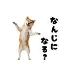 めっちゃ柴犬☆家族連絡（個別スタンプ：5）