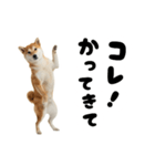 めっちゃ柴犬☆家族連絡（個別スタンプ：6）