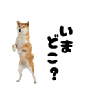 めっちゃ柴犬☆家族連絡（個別スタンプ：7）