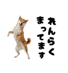 めっちゃ柴犬☆家族連絡（個別スタンプ：8）
