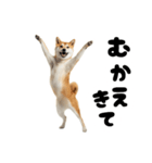 めっちゃ柴犬☆家族連絡（個別スタンプ：9）