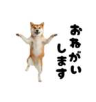 めっちゃ柴犬☆家族連絡（個別スタンプ：10）