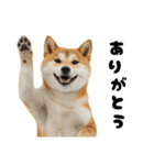 めっちゃ柴犬☆家族連絡（個別スタンプ：11）