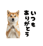 めっちゃ柴犬☆家族連絡（個別スタンプ：12）