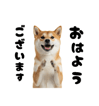 めっちゃ柴犬☆家族連絡（個別スタンプ：13）