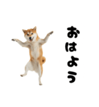めっちゃ柴犬☆家族連絡（個別スタンプ：14）