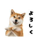 めっちゃ柴犬☆家族連絡（個別スタンプ：15）