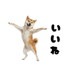 めっちゃ柴犬☆家族連絡（個別スタンプ：16）
