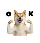 めっちゃ柴犬☆家族連絡（個別スタンプ：17）