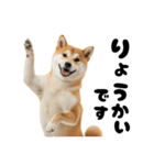 めっちゃ柴犬☆家族連絡（個別スタンプ：18）
