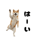 めっちゃ柴犬☆家族連絡（個別スタンプ：19）