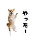 めっちゃ柴犬☆家族連絡（個別スタンプ：20）