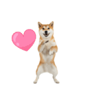 めっちゃ柴犬☆家族連絡（個別スタンプ：21）