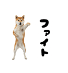 めっちゃ柴犬☆家族連絡（個別スタンプ：22）